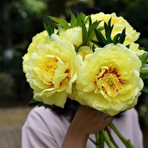 5 Coral Peony Flower Seeds BW91100 - Etsy 5 Coral Peony Flower Seeds BW91100 - Etsy