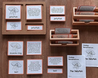 Parts of JELLYFISH Montessori Zoology Cnidarians Invertebrates Unit Study Montessori Nomenclature Cards Lower Elementary Activity Printable