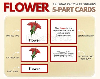 Parts of the FLOWER Montessori Botany Unit Study 5-Part Card Definition Lower Elementary Activity Science Language Material, PDF Printable