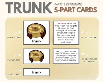 Parts of the TRUNK Montessori Botany Unit Study 5-Part Card Definition Lower Elementary Activity Science Language Material, PDF Printable