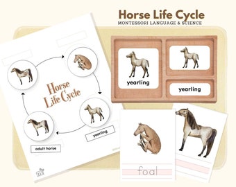 Life Cycle of Horse, Montessori Language Horse Life Cycle Material Life Science Preschool Activity, Montessori 3-Part Cards & Writing Sheets