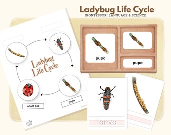 Life Cycle of Ladybug, Montessori Language Life Cycle Material, Life Science Preschool Activity, Montessori 3-Part Cards & Writing Sheets