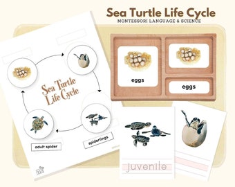 Life Cycle of Sea Turtle Montessori Language Turtle Life Cycle Material Life Science Preschool Activity Montessori 3-Part Card Writing Sheet