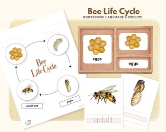 Life Cycle of Bee, Montessori Language Bee Life Cycle Material, Life Science Preschool Activity, Montessori 3-Part Cards & Writing Sheets