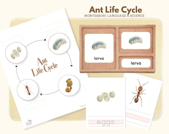 Life Cycle of Ants, Montessori Language Ants Life Cycle Material, Life Science Preschool Activity, Montessori 3-Part Cards & Writing Sheets
