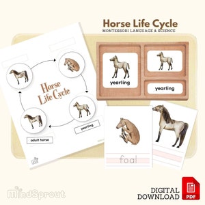 Ciclo de vida do cavalo, linguagem Montessori Ciclo de vida do cavalo Material Ciência da vida Atividade pré-escolar, Montessori cartões de 3 partes e folhas de escrita