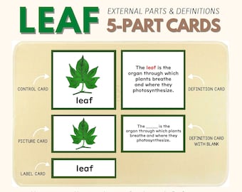 Parts of the LEAF Montessori Botany Unit Study 5-Part Card Definition Lower Elementary Activity Science Language Material, PDF Printable