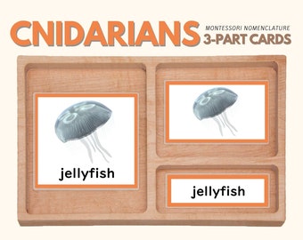 CNIDARIAN Three Part Cards Montessori Nomenclature 3-Part Classified Cards Vocabulary Learning Activity Animal Science Lesson, PDF Printable