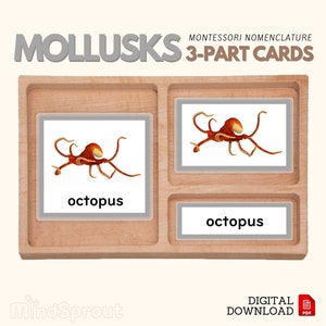 MOLLUSK Three Part Card Montessori Nomenclature 3-Part Classified Card Vocabulary Learning Activity Animal Science Lesson, PDF Printable