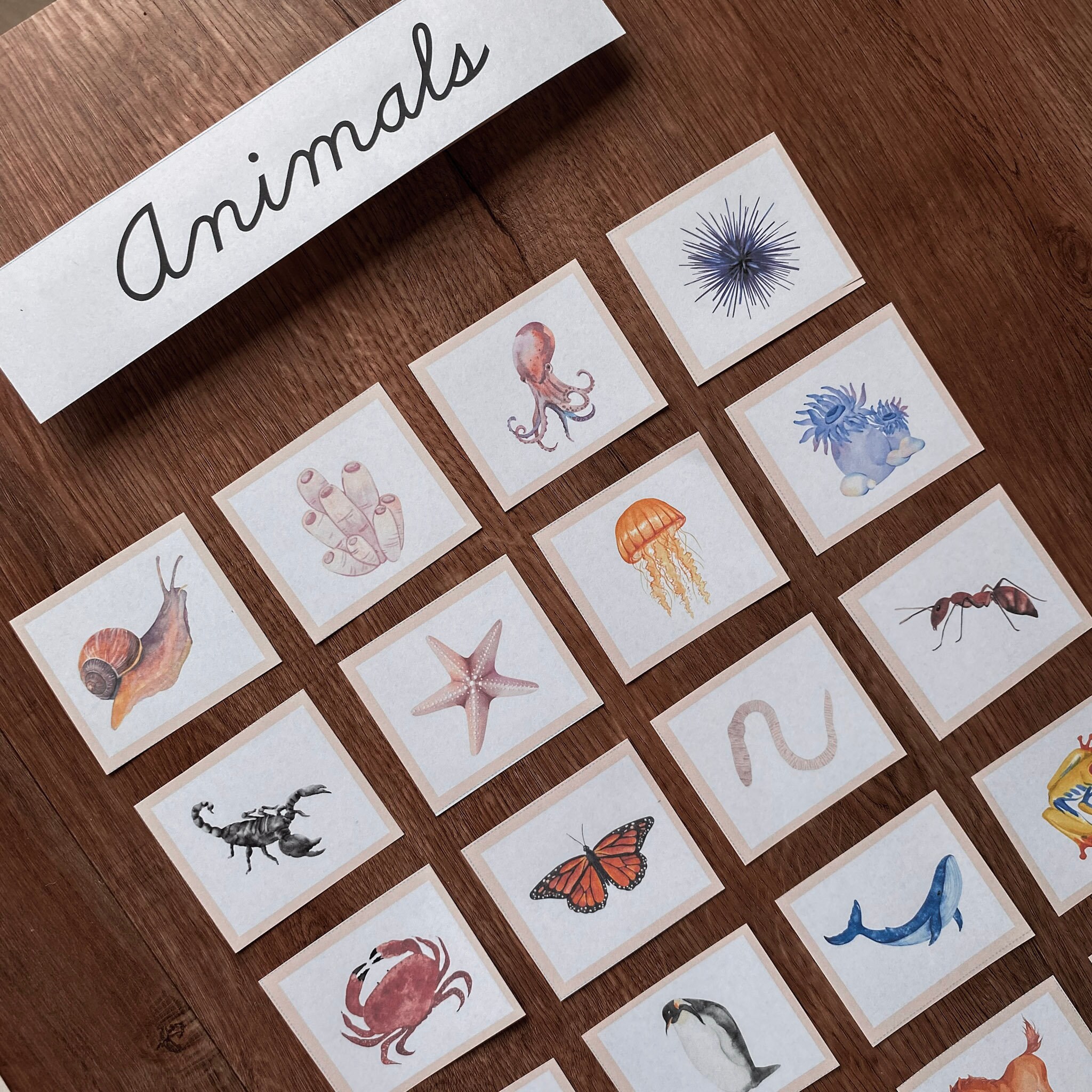 PLANT and ANIMAL Sorting Cards Game Montessori Activity Preschool ...