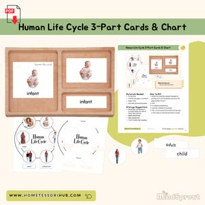 Puede incluir: Un conjunto de materiales educativos Montessori para enseñar a los niños sobre el ciclo de vida humano. El conjunto incluye una bandeja de madera con tarjetas de tres partes que muestran imágenes de un bebé, un niño pequeño y un adulto. También hay dos gráficos en blanco con círculos para que los niños coloquen las tarjetas en el orden correcto. El conjunto también incluye un conjunto de etiquetas con las palabras "infante", "niño pequeño", "niño" y "adulto".