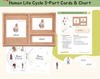 Human Life Cycle 3-Part Cards & Chart Zoology Montessori Printable Material