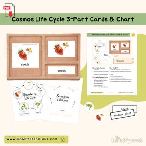 Cosmos Life Cycle 3-Part Cards and Chart Botany Montessori Printable Material