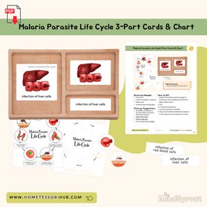 Malaria Life Cycle 3-Part Cards & Chart Miscellaneous Montessori Printable Material