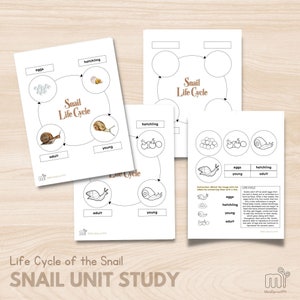 May include: A printable worksheet for kids to learn about the life cycle of a snail. The worksheet includes a diagram with images of a snail egg, a hatching snail, a young snail, and an adult snail. The worksheet also includes instructions for connecting the images with lines.