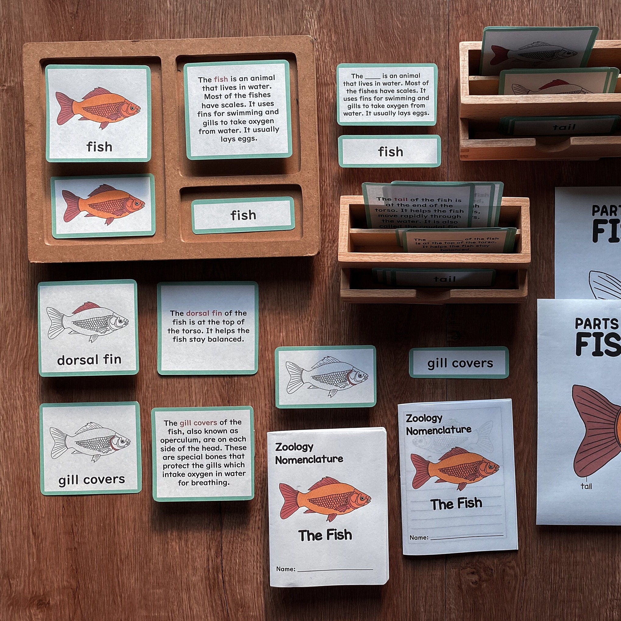 FISH Zoology Unit Study Parts of Fishes Montessori Etsy