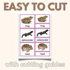 AMPHIBIAN Three Part Cards Montessori Nomenclature 3-part Classified ...