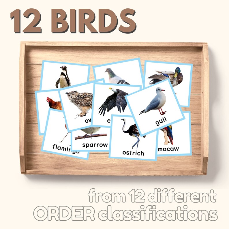 May include: Twelve flash cards featuring different bird species, including a penguin, owl, eagle, gull, flamingo, sparrow, ostrich, macaw, duck, chicken, pigeon, and a bald eagle. The cards are arranged in a wooden tray. The text "12 BIRDS" is at the top of the image. The text "from 12 different ORDER classifications" is at the bottom of the image.