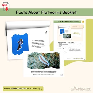 May include: A printable booklet about flatworms, with colourful illustrations and text explaining that most flatworms are parasitic and live inside other animals, but some live freely in water. The booklet includes instructions on how to make a flatworm craft.