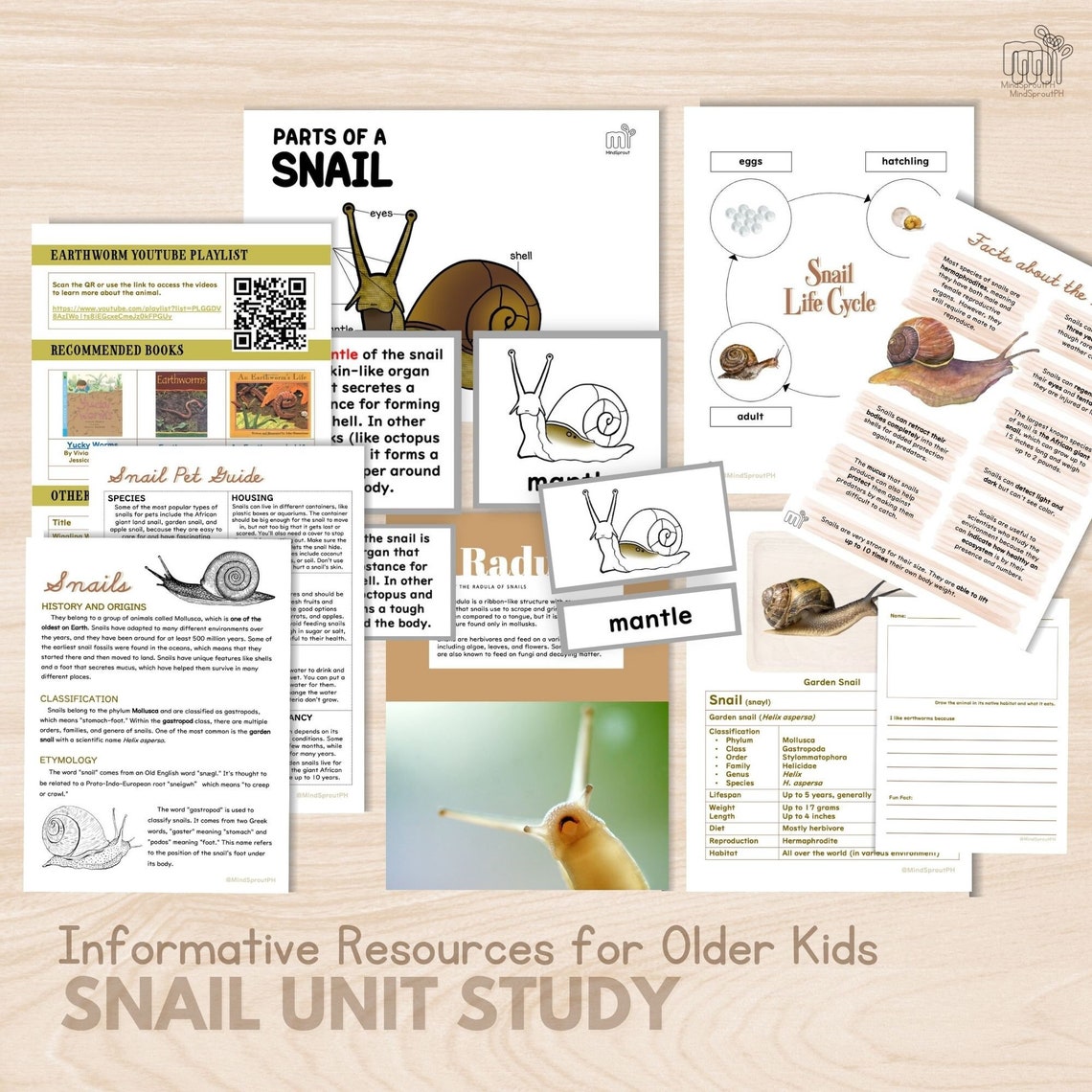 Snail Unit Study Fact File About Snail Research for Elementary Student