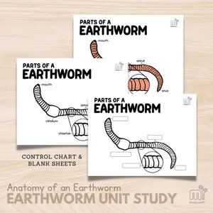 Earthworm Unit Study Montessori 5 Part Card Anatomy Earthworm Life Cycle Facts Research for Elementary Student Writing Prompts, Printable