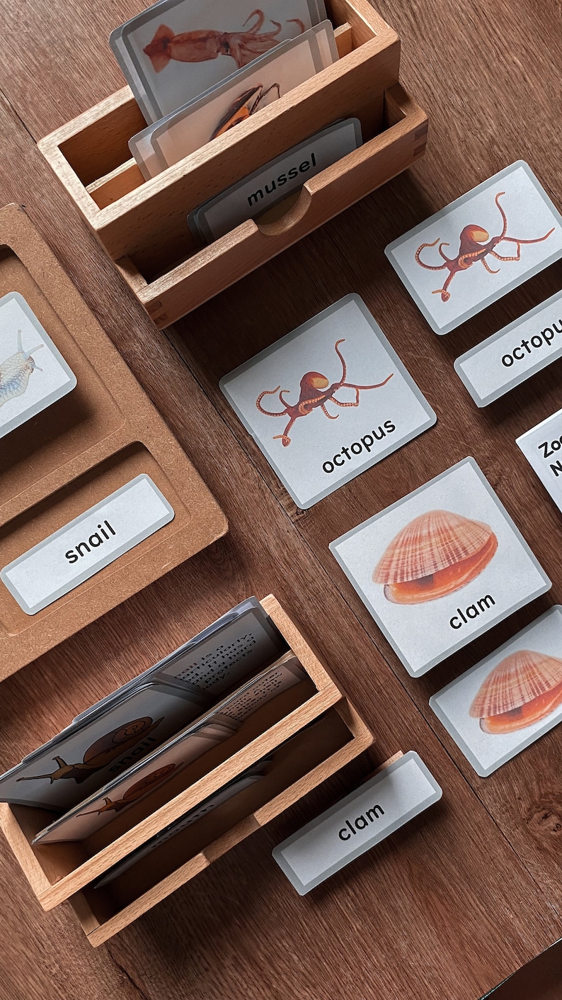 Op de afbeelding: Een set houten trays met kaarten met verschillende zeedieren en hun namen. De kaarten bevatten afbeeldingen van een schelp, een octopus, een slak, een inktvis en een mossel. De trays zijn gelabeld met de namen van de zeedieren.