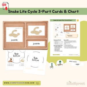 Snake Life Cycle 3-delige kaarten en kaart Zoölogie Afdrukbaar montessorimateriaal