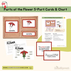 Parts of the Flower Cards, Chart & Booklets Botany Montessori Printable Material