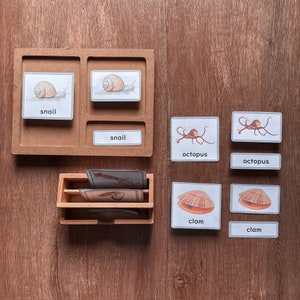 MOLLUSK Cartão de três partes Montessori Nomenclatura Cartão classificado de 3 partes Vocabulário Atividade de aprendizagem Lição de ciências animais, PDF para impressão