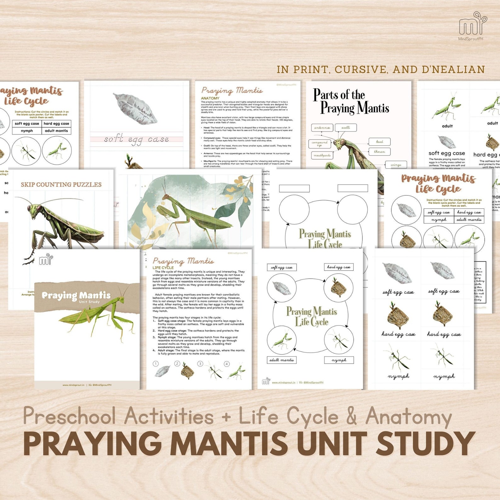 PRAYING MANTIS Unit Study Preschool Activity Life Cycle of Praying ...