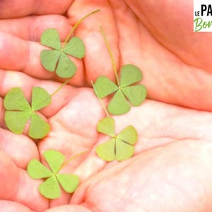 Lot de 5 Véritables Trèfles à 4 Feuilles, Votre Porte-Bonheur Pour Une Chance Infinie.