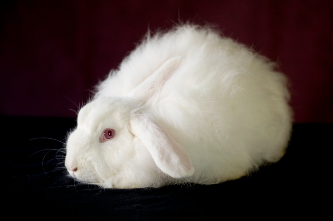 White Albino Angora Rabbit on Raspberry and Black Background Blank ...