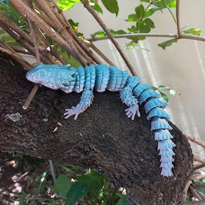 May include: A blue and gray lizard with a scaly, segmented body, perched on a tree branch. The lizard's tail is long and curled.