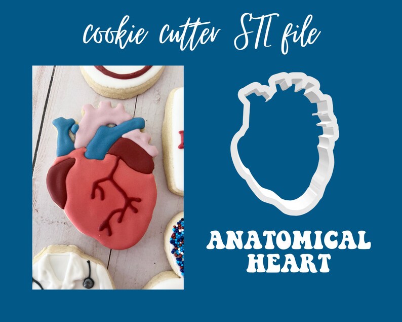 Anatomical Heart - STL File - Etsy