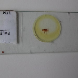 May include: A microscope slide with a small, light brown insect specimen mounted in a clear, round, yellow-tinted resin. The slide is labelled "PULEX" and "DTM" with a handwritten number.