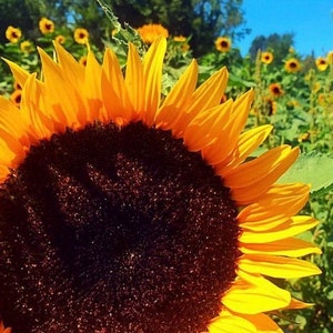 Sunflower Power