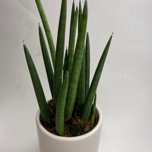 Sansevieria Cylindrical.African Spear plant