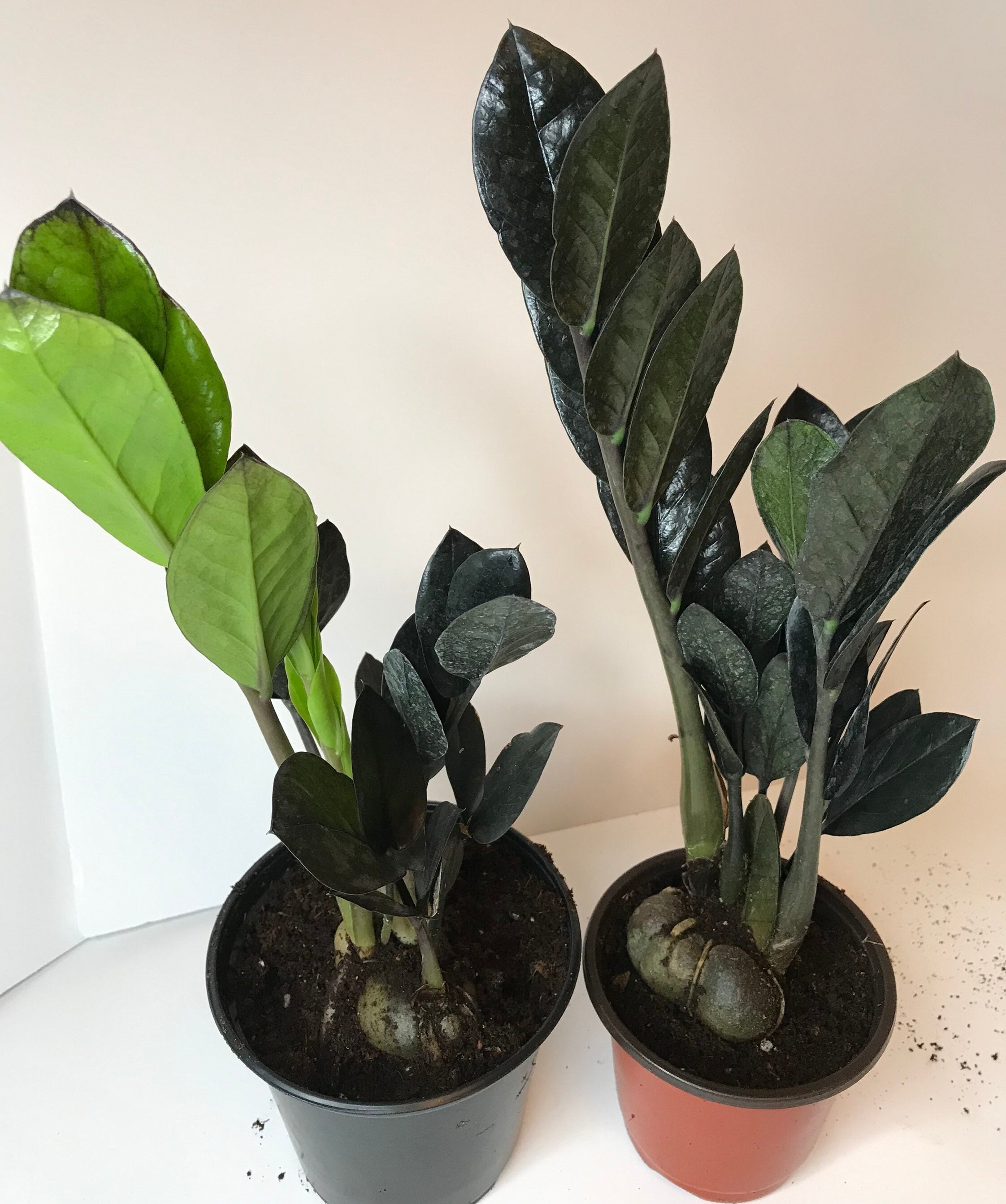 Black ZZ Plant/zamioculcas Zamiifolia Etsy