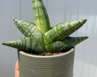 sansevieria dragon Sansevieria Dragon Fingers — Cactus en Ligne main image 0