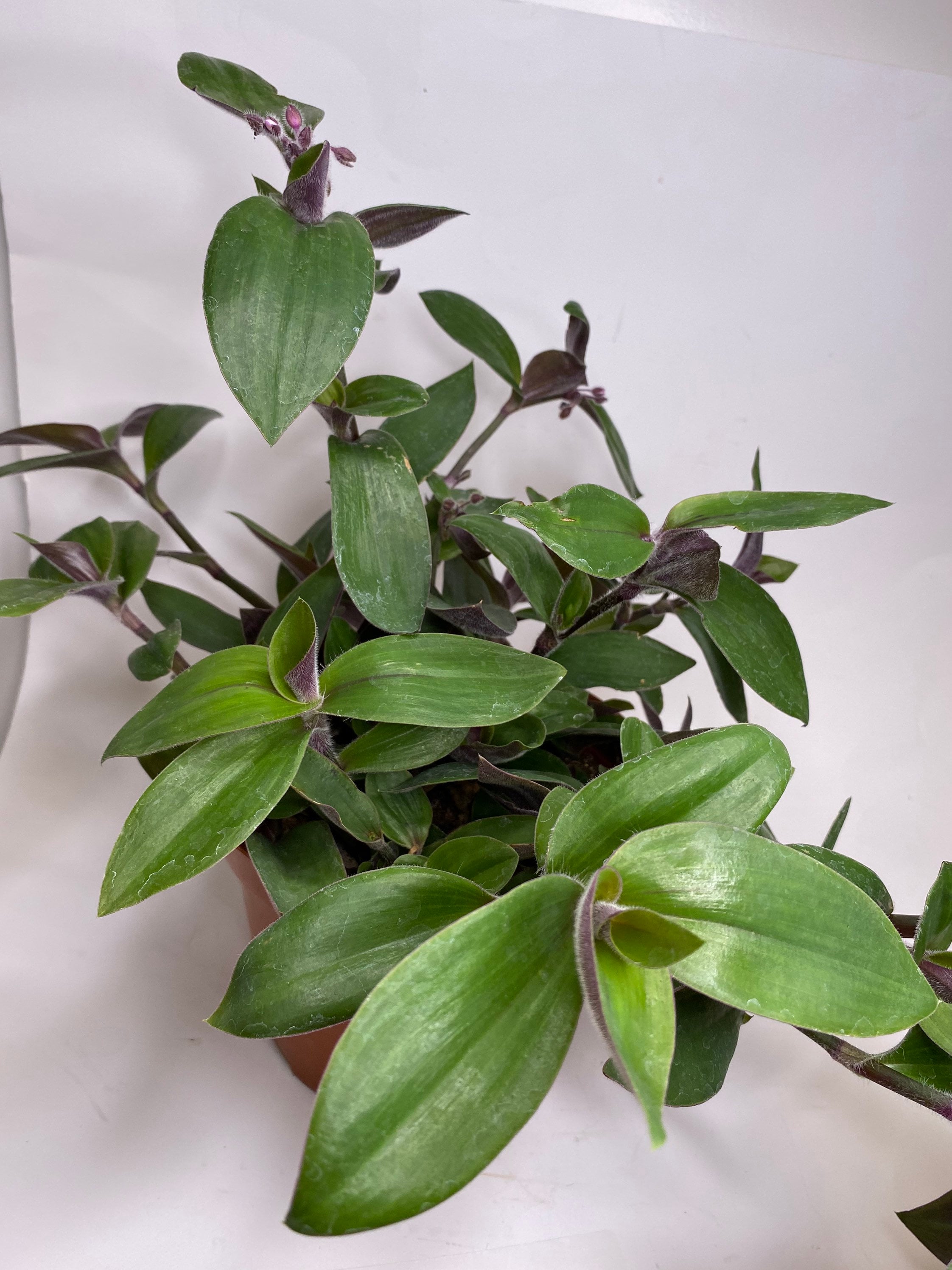 15+ Tradescantia Care Tradescantia Blossfeldiana