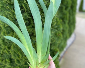 2/Purple Siberian IRIS bare root plant