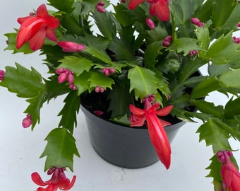 Red, Peach .Thanksgiving cactus/ Christmas cactus.House plant,