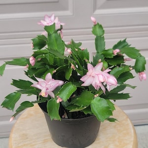 Christmas cactus/Thanksgiving cactus house plant