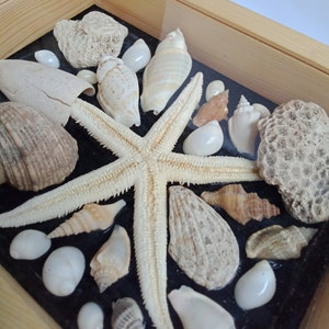 May include: A collection of seashells and a starfish arranged in a wooden frame. The shells vary in size, shape, and color, including white, beige, and tan. The starfish is centered, with multiple shells surrounding it.