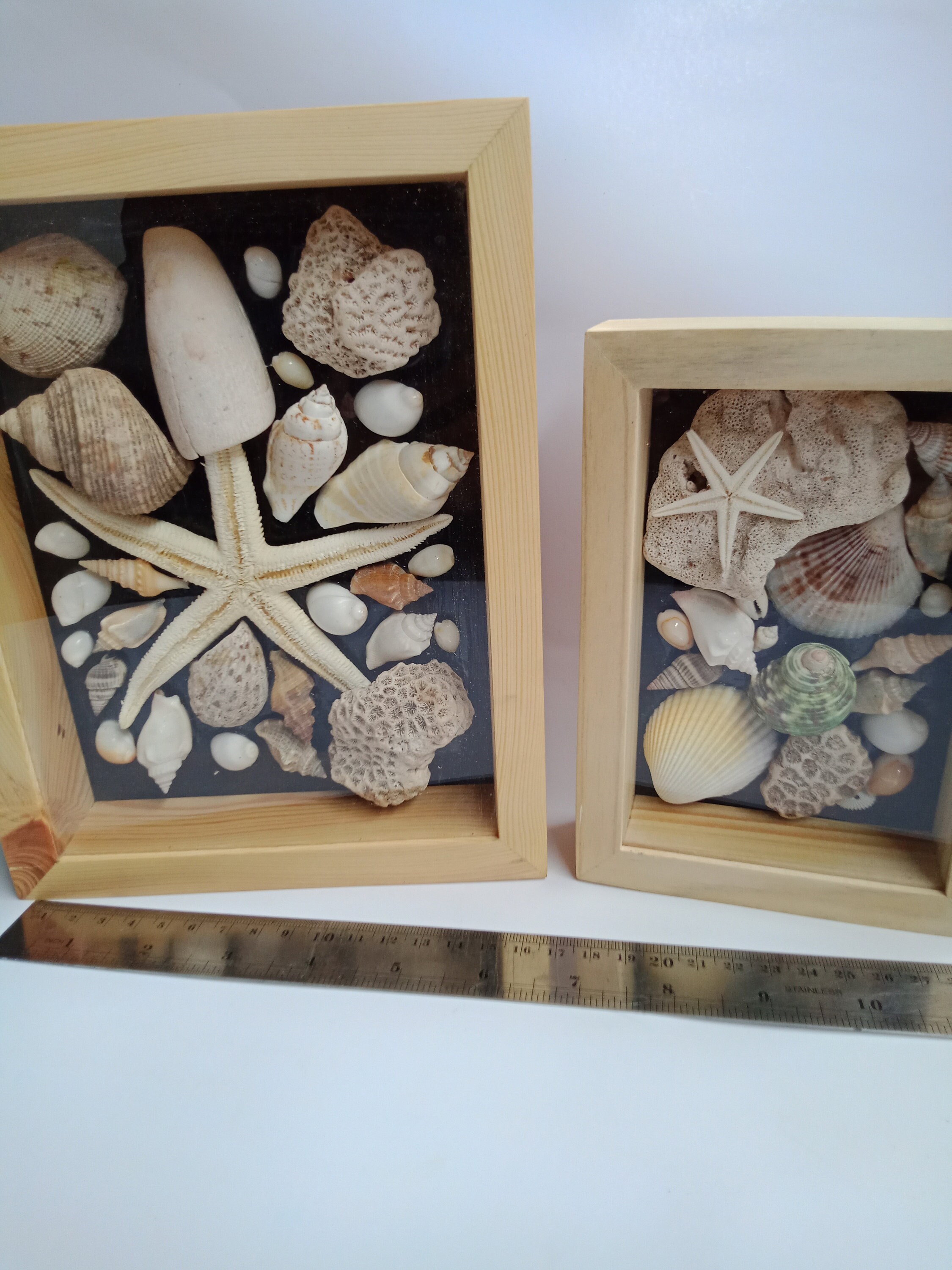 Beautiful Sea Shells in Small Frames. Amazing and Little. Wall Hanging ...