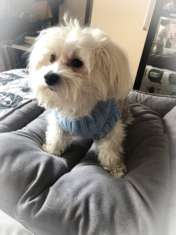 Maltese sweater clearance