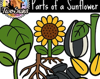 Parts of a Sunflower Clipart PNG | 8 Sunflower Illustrations | 3000x3000p Transparent Background | Classroom Clipart | Commercial Use