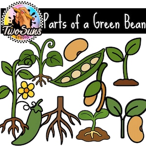 Puede incluir: Una colorida ilustración titulada "Partes de una judía verde" presenta varias etapas de una planta de judía verde. La imagen incluye una vaina de judía verde, semillas, raíces, una flor y brotes, todos delineados en negro.