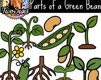Parts of a Green Bean Clipart PNG | 10 Green Bean Illustrations | 3000x3000p Transparent Background | Classroom Clipart | Commercial Use