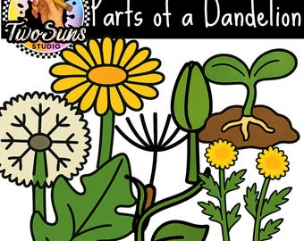Parts of a Dandelion Clipart PNG | 8 Cute Dandelion Illustrations | 3000x3000p Transparent Background | Classroom Clipart | Commercial Use